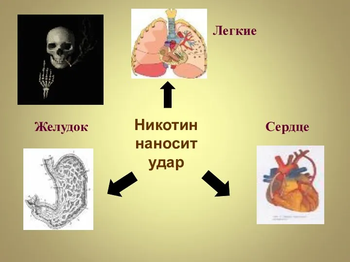 Никотин наносит удар Легкие Желудок Сердце