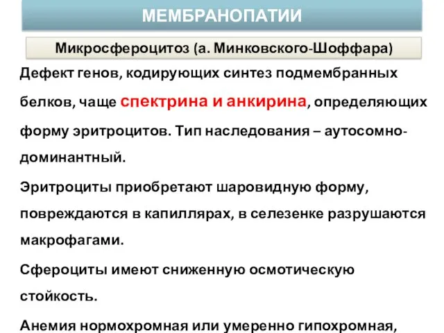 Дефект генов, кодирующих синтез подмембранных белков, чаще спектрина и анкирина,