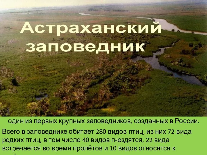 Астраханский заповедник Всего в заповеднике обитает 280 видов птиц, из них 72 вида