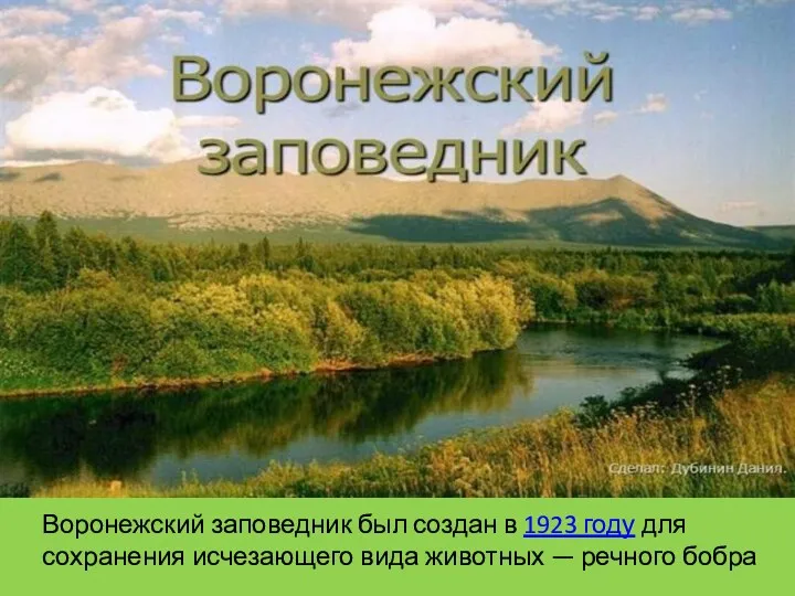 Воронежский заповедник был создан в 1923 году для сохранения исчезающего вида животных — речного бобра