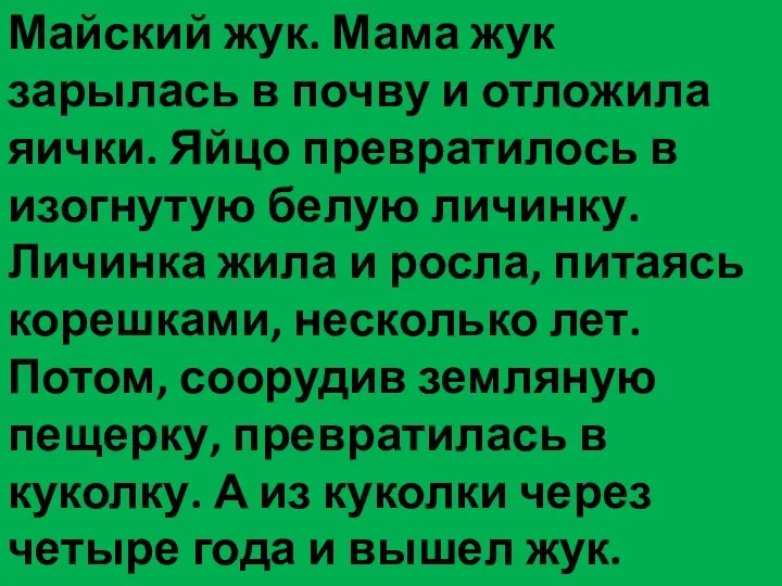 Майский жук. Мама жук зарылась в почву и отложила яички. Яйцо превратилось в