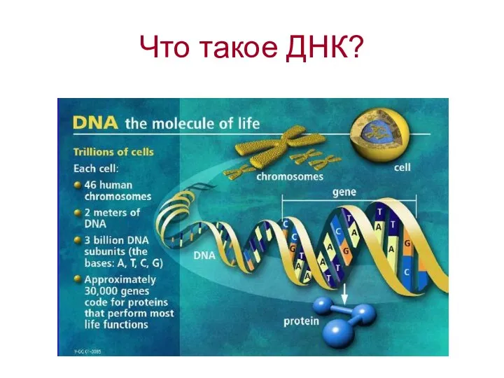 Image from U.S. Department of Energy Human Genome Program http://www.ornl.gov/hgmis Что такое ДНК?