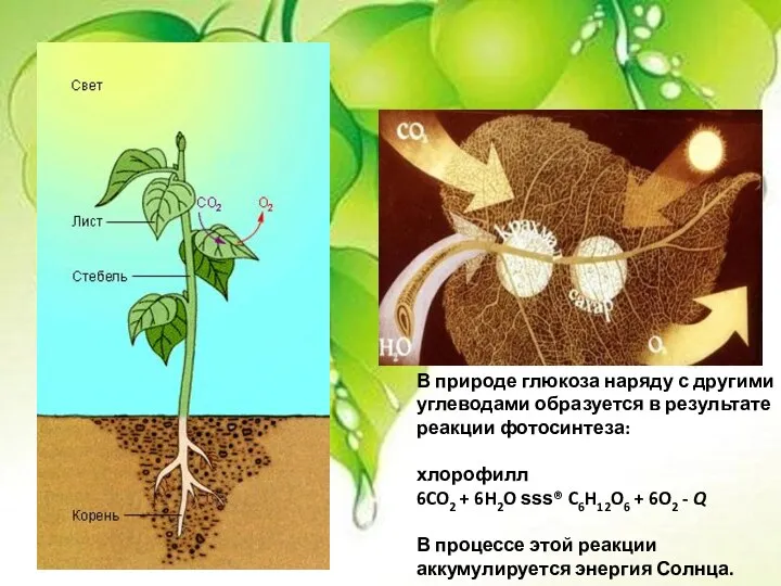 В природе глюкоза наряду с другими углеводами образуется в результате