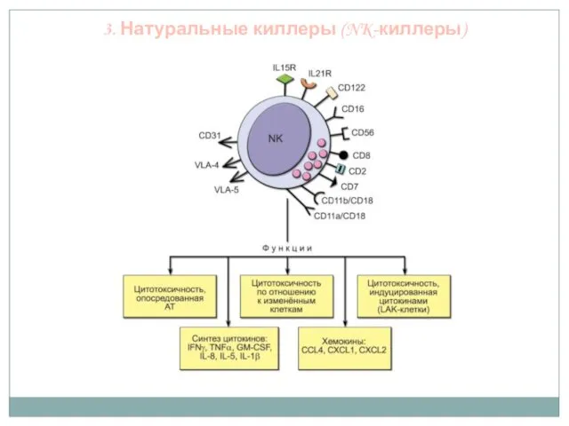 3. Натуральные киллеры (NK-киллеры)