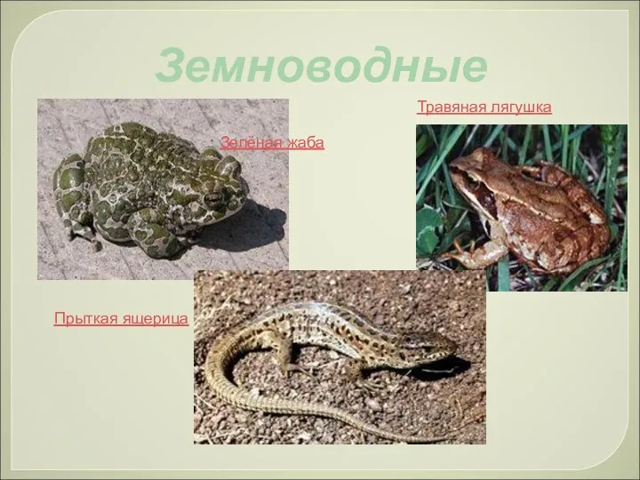 Земноводные Зелёная жаба Травяная лягушка Прыткая ящерица