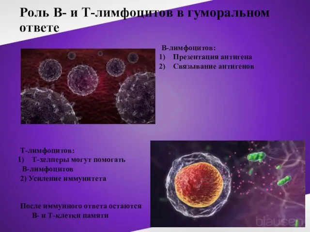 Роль В- и Т-лимфоцитов в гуморальном ответе В-лимфоцитов: Презентация антигена