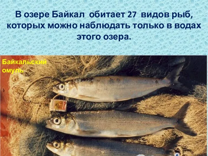В озере Байкал обитает 27 видов рыб, которых можно наблюдать
