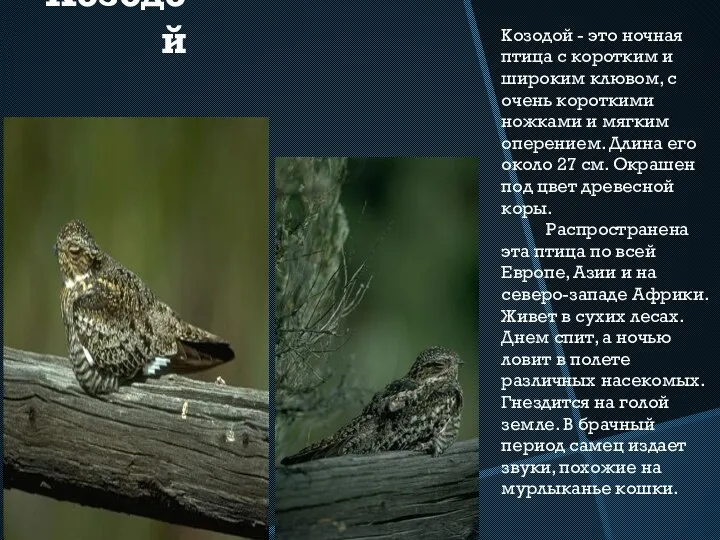 Козодой Козодой - это ночная птица с коротким и широким клювом, с очень