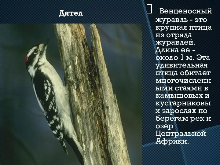 Венценосный журавль - это крупная птица из отряда журавлей. Длина ее - около