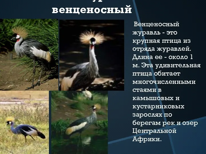 Журавль венценосный Венценосный журавль - это крупная птица из отряда журавлей. Длина ее