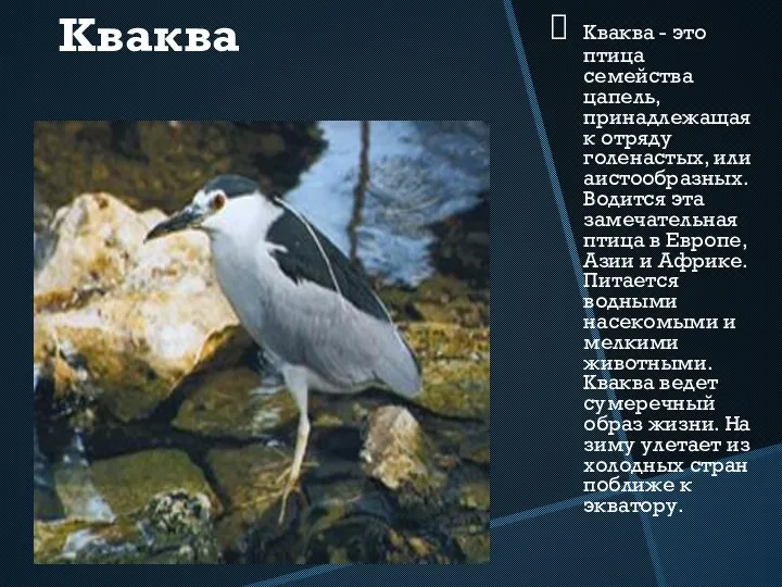 Кваква Кваква - это птица семейства цапель, принадлежащая к отряду голенастых, или аистообразных.