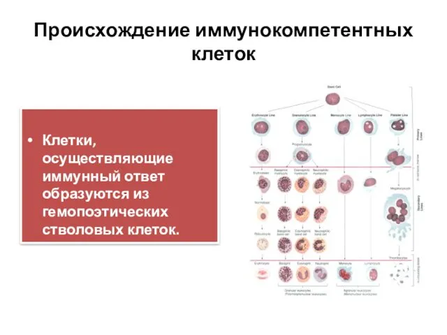 Происхождение иммунокомпетентных клеток Клетки, осуществляющие иммунный ответ образуются из гемопоэтических стволовых клеток.