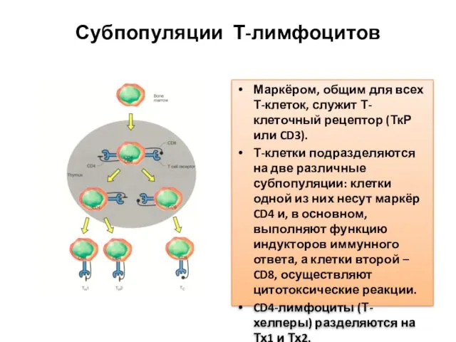 Субпопуляции Т-лимфоцитов Маркёром, общим для всех Т-клеток, служит Т-клеточный рецептор