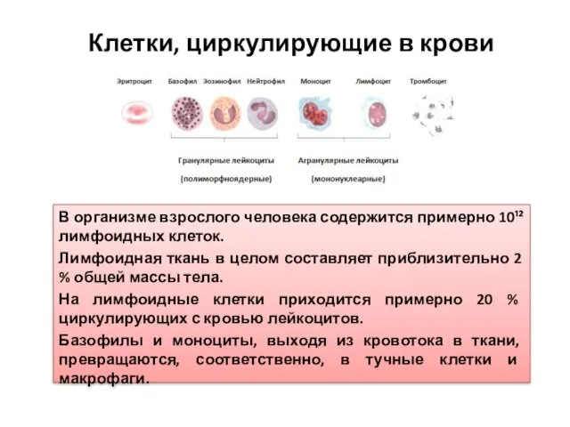 Клетки, циркулирующие в крови В организме взрослого человека содержится примерно