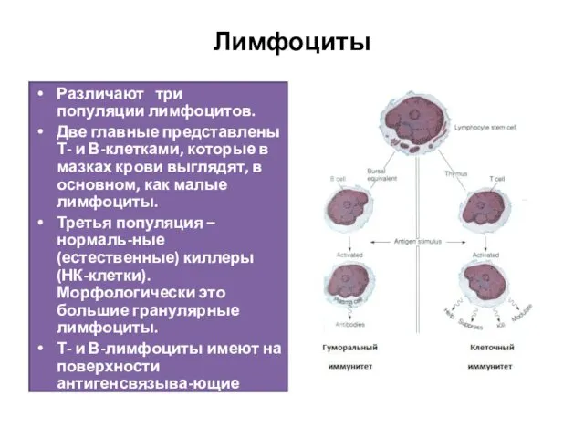 Лимфоциты Различают три популяции лимфоцитов. Две главные представлены Т- и