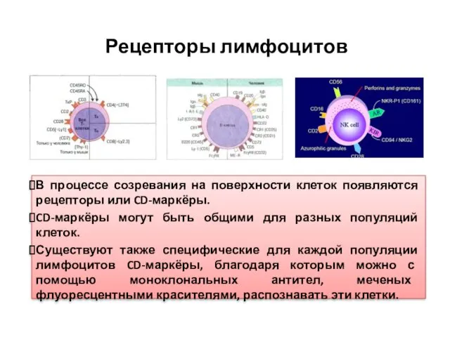 Рецепторы лимфоцитов В процессе созревания на поверхности клеток появляются рецепторы