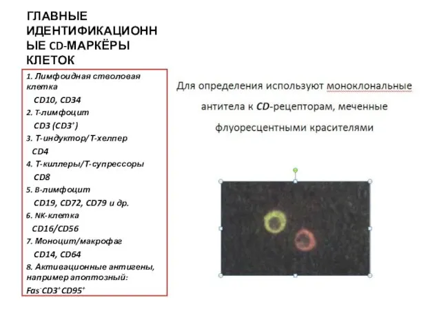 ГЛАВНЫЕ ИДЕНТИФИКАЦИОННЫЕ CD-МАРКЁРЫ КЛЕТОК 1. Лимфоидная стволовая клетка CD10, CD34