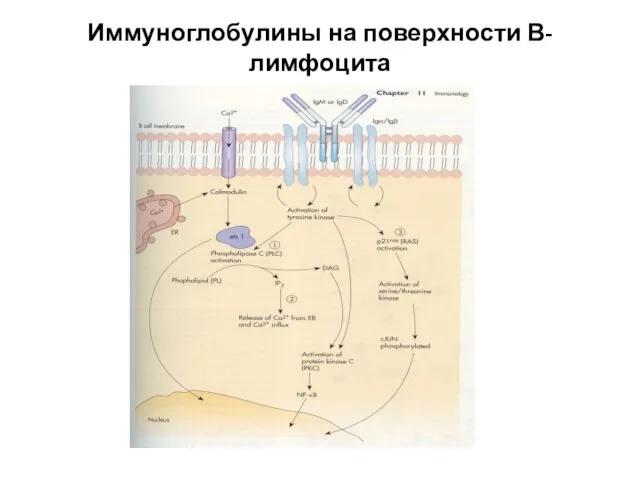 Иммуноглобулины на поверхности В-лимфоцита