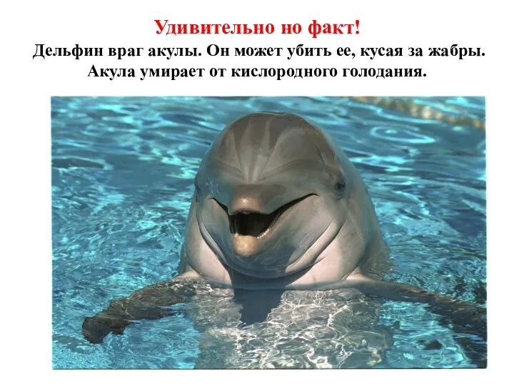 Удивительно но факт! Дельфин враг акулы. Он может убить ее, кусая за жабры.