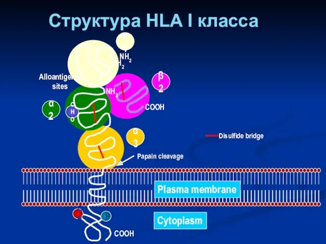 Структура HLA I класса