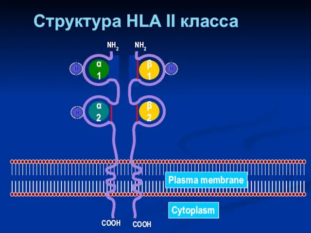 Структура HLA II класса