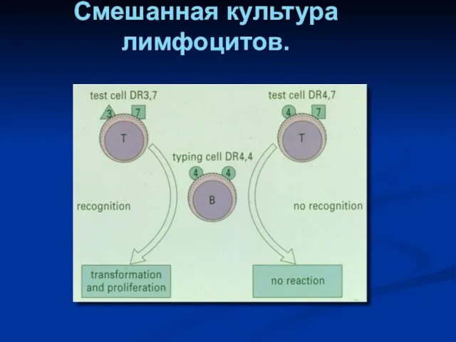 Смешанная культура лимфоцитов.