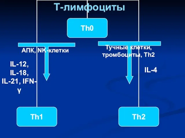 АПК, NK-клетки IL-12, IL-18, IL-21, IFN-γ IL-4 Т-лимфоциты