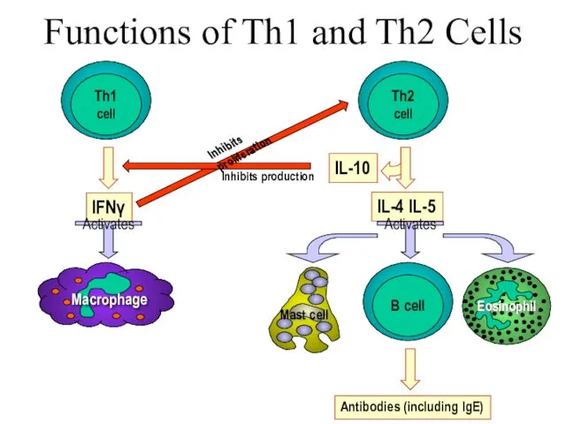Functions of Th1 and Th2 Cells