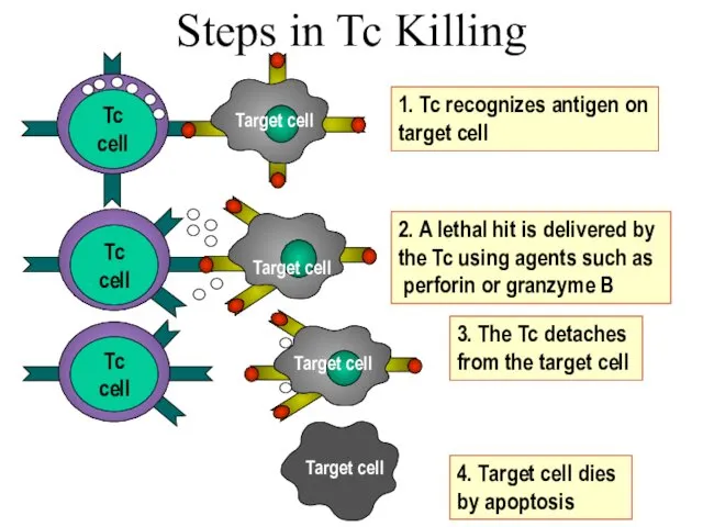 Steps in Tc Killing Tc cell 1. Tc recognizes antigen on target cell