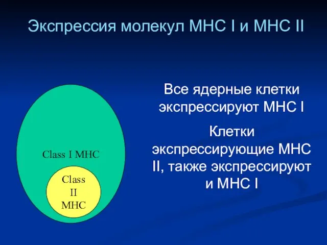 Class I MHC Class II MHC Экспрессия молекул MHC I и MHC II