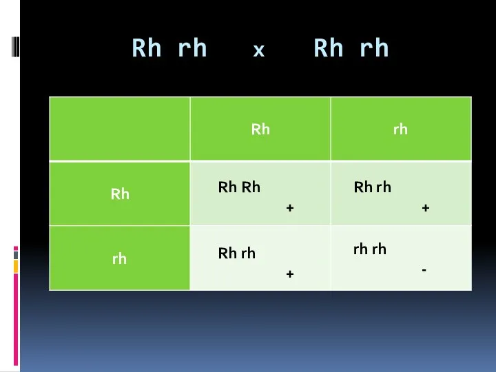 Rh rh x Rh rh Rh Rh + Rh rh + Rh rh