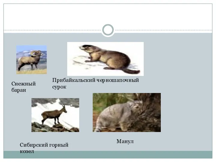 Снежный баран Прибайкальский черношапочный сурок Сибирский горный козел Манул