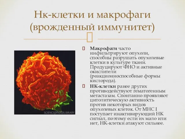 Макрофаги часто инфильтрируют опухоли, способны разрушать опухолевые клетки в культуре