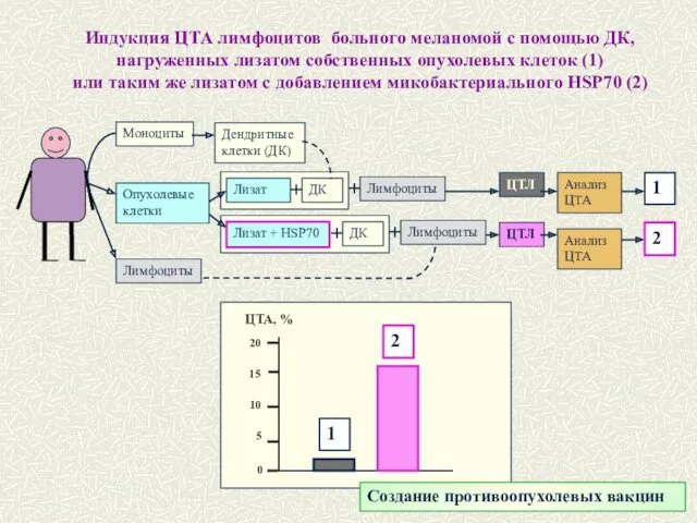 Индукция ЦТА лимфоцитов больного меланомой с помощью ДК, нагруженных лизатом