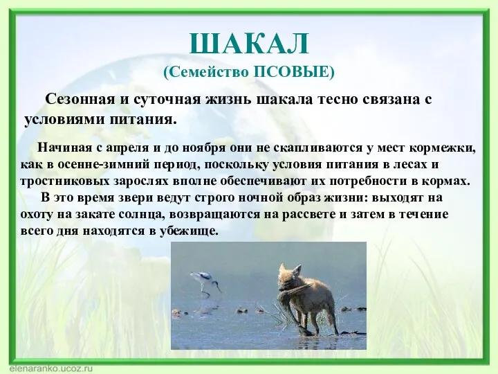 ШАКАЛ (Семейство ПСОВЫЕ) Сезонная и суточная жизнь шакала тесно связана