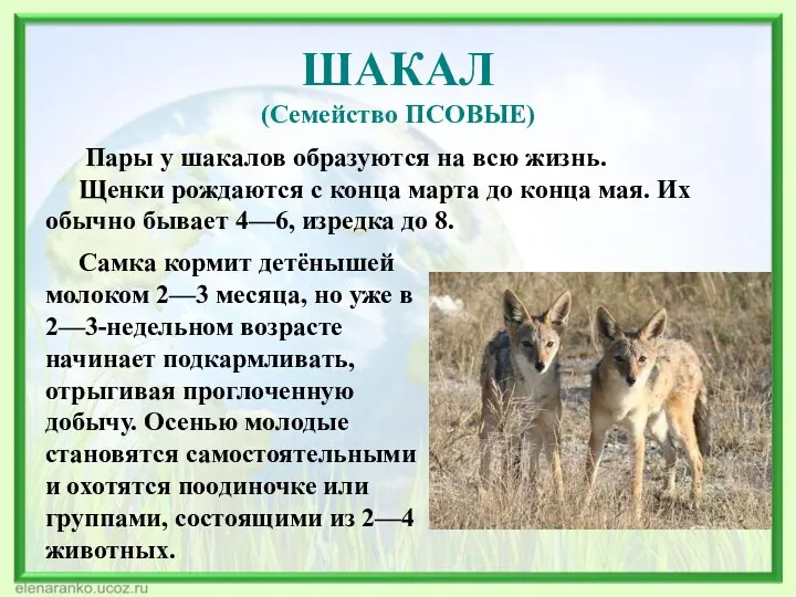 ШАКАЛ (Семейство ПСОВЫЕ) Пары у шакалов образуются на всю жизнь.