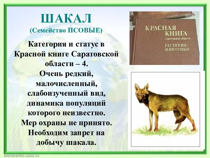 ШАКАЛ (Семейство ПСОВЫЕ) Категория и статус в Красной книге Саратовской