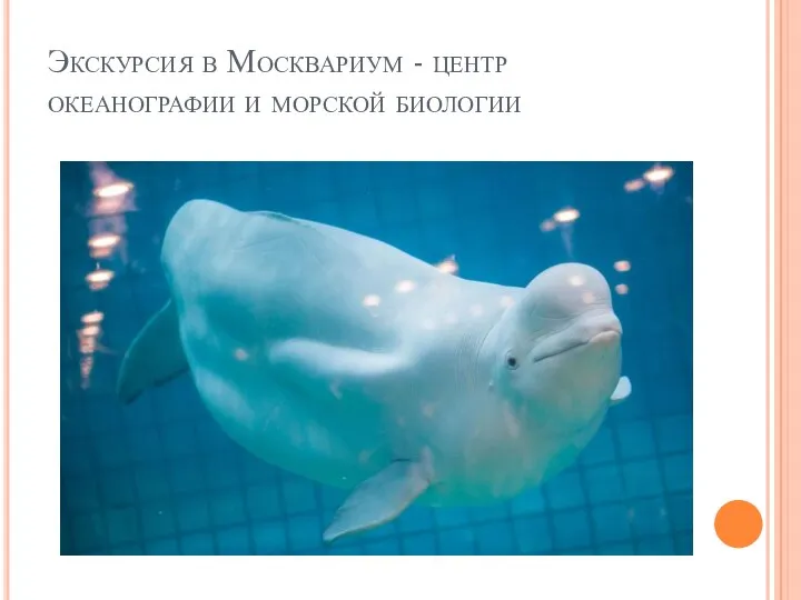 Экскурсия в Москвариум - центр океанографии и морской биологии