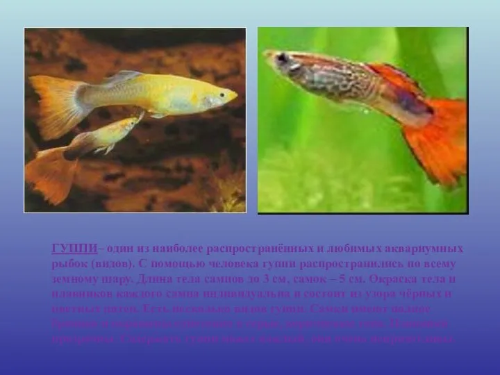 ГУППИ– один из наиболее распространённых и любимых аквариумных рыбок (видов).