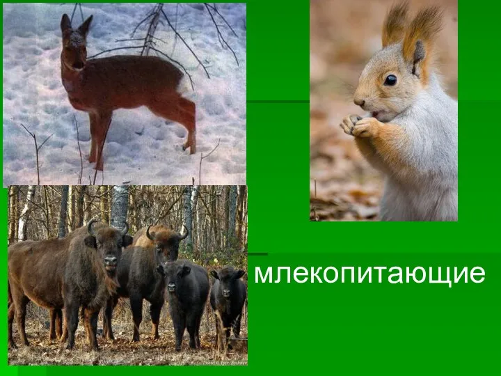 млекопитающие