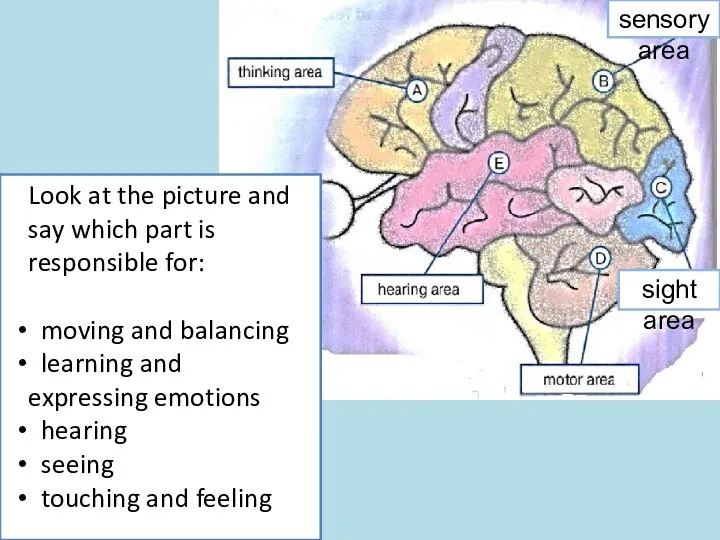 sensory area sight area Look at the picture and say which part is