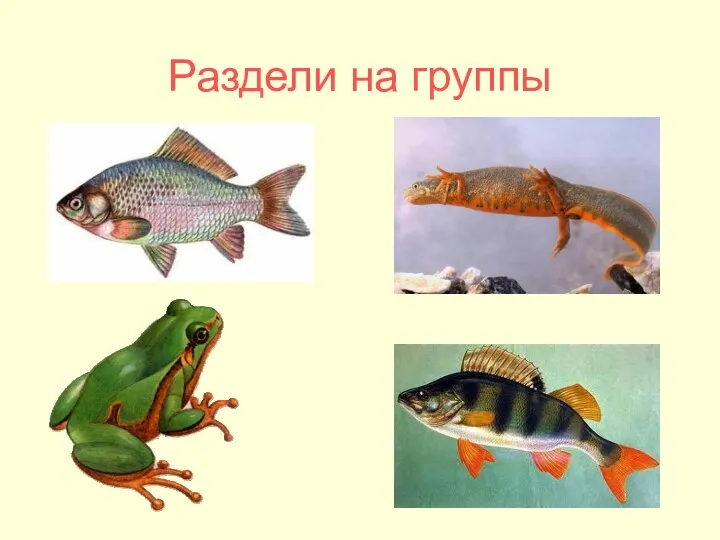 Раздели на группы