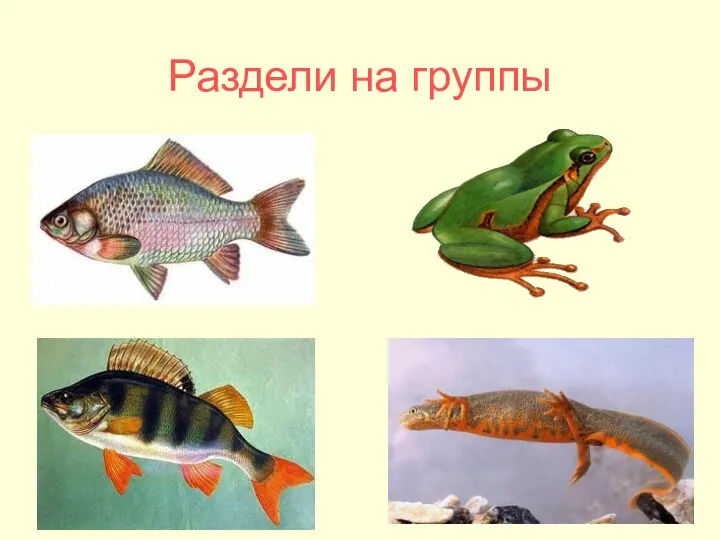 Раздели на группы