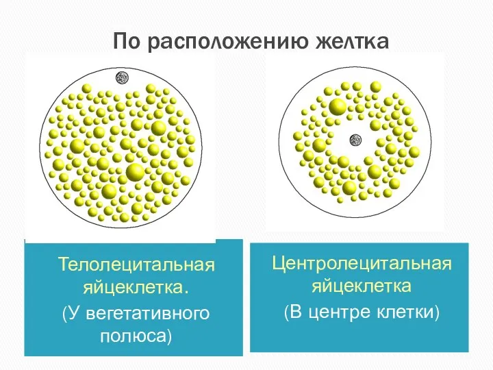 По расположению желтка Телолецитальная яйцеклетка. (У вегетативного полюса) Центролецитальная яйцеклетка (В центре клетки)