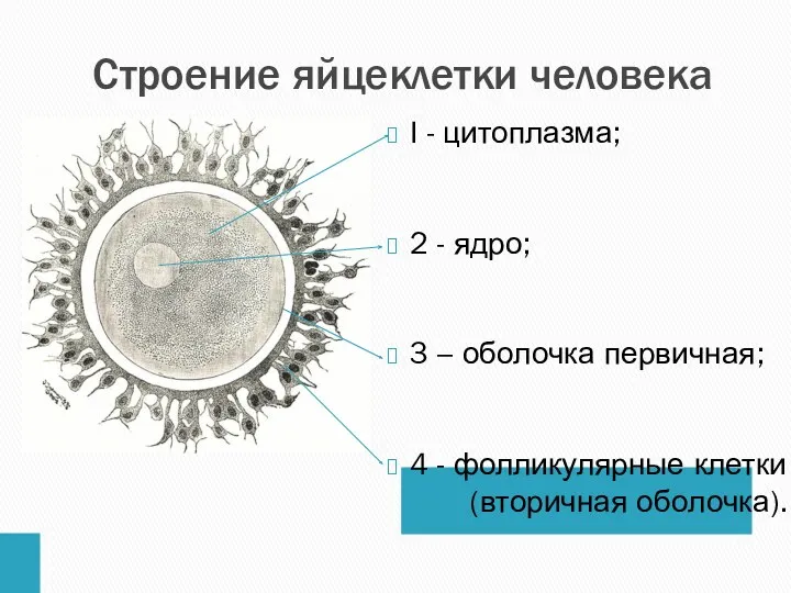 Строение яйцеклетки человека I - цитоплазма; 2 - ядро; 3 – оболочка первичная;