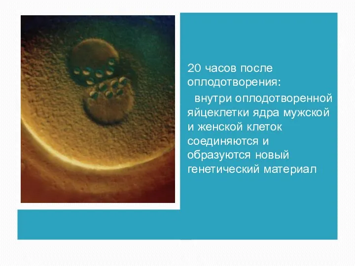 20 часов после оплодотворения: внутри оплодотворенной яйцеклетки ядра мужской и