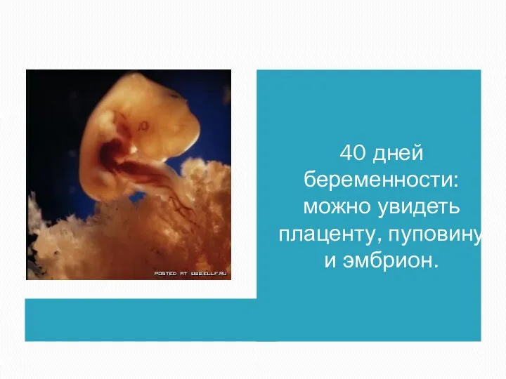 40 дней беременности: можно увидеть плаценту, пуповину и эмбрион.
