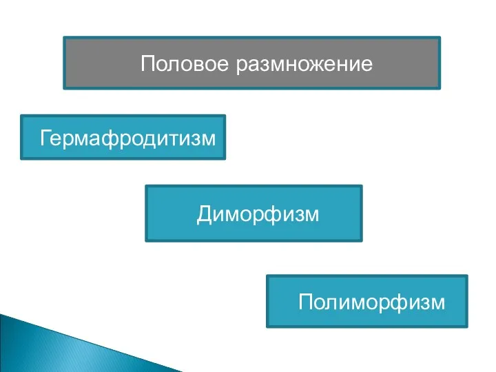 Половое размножение Гермафродитизм Диморфизм Полиморфизм