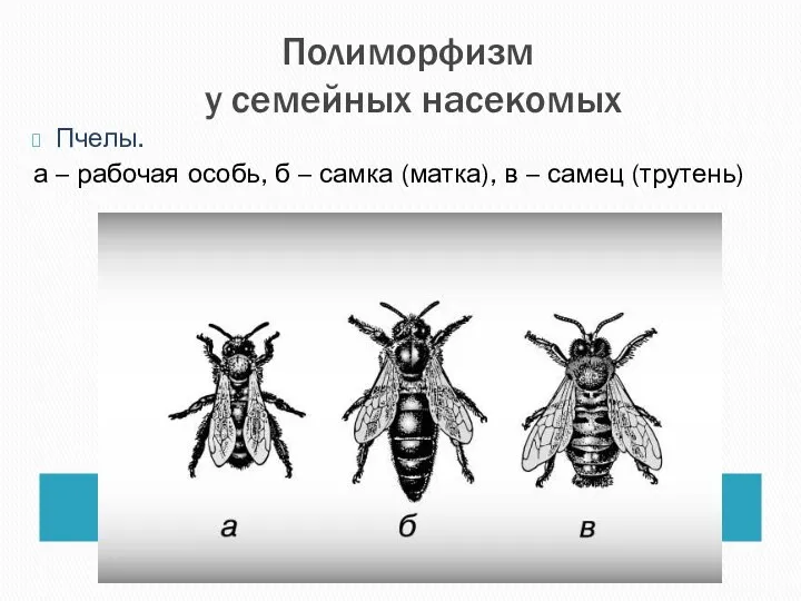 Полиморфизм у семейных насекомых Пчелы. а – рабочая особь, б – самка (матка),