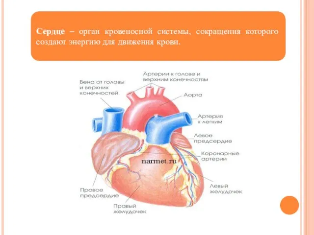 Сердце – орган кровеносной системы, сокращения которого создают энергию для движения крови.